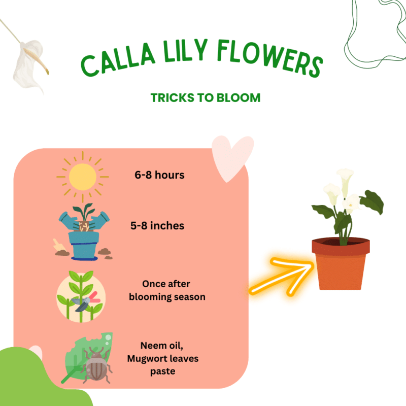 How to Make Calla Lily Flower? [Tricks to Rebloom] Plants Craze