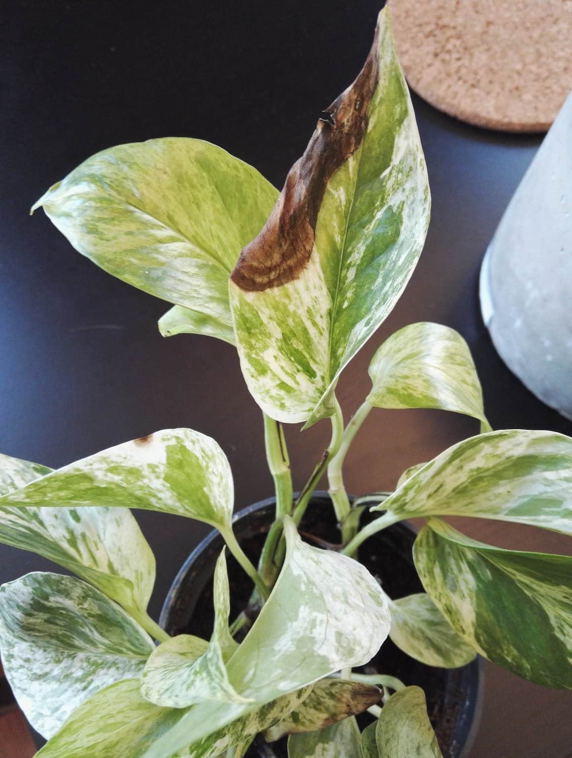 Brown Spots on Pothos Leaves Causes and Treatment Plants Craze