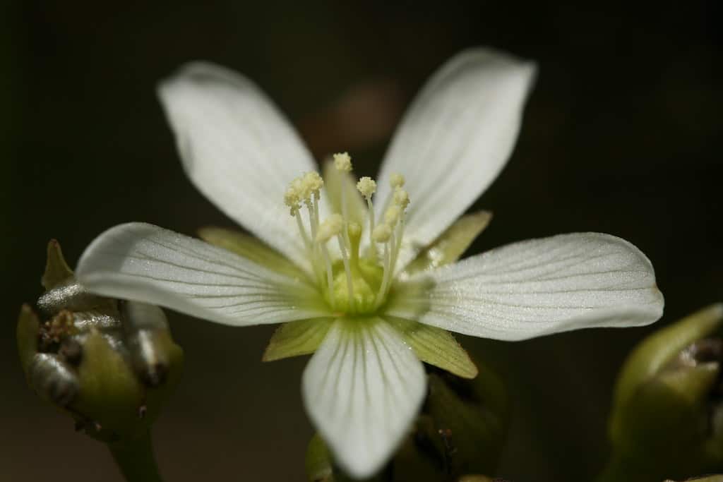 Venus Fly Trap Flower Everything you Need to Know Plants Craze