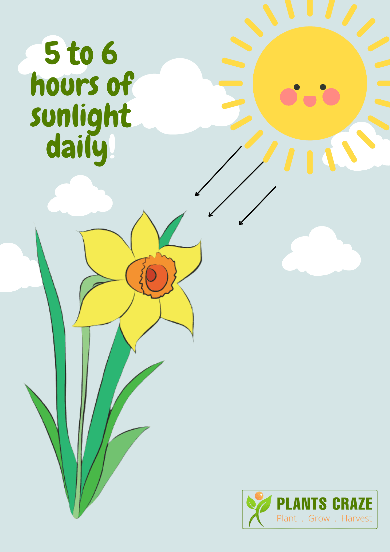 Daffodil Flower Meaning & Growing Guide Plants Craze