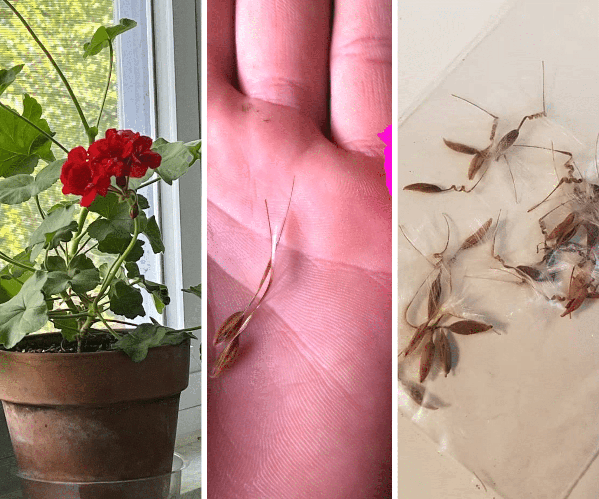 How to Harvest & Grow Geraniums Seeds [Easy Guide] Plants Craze