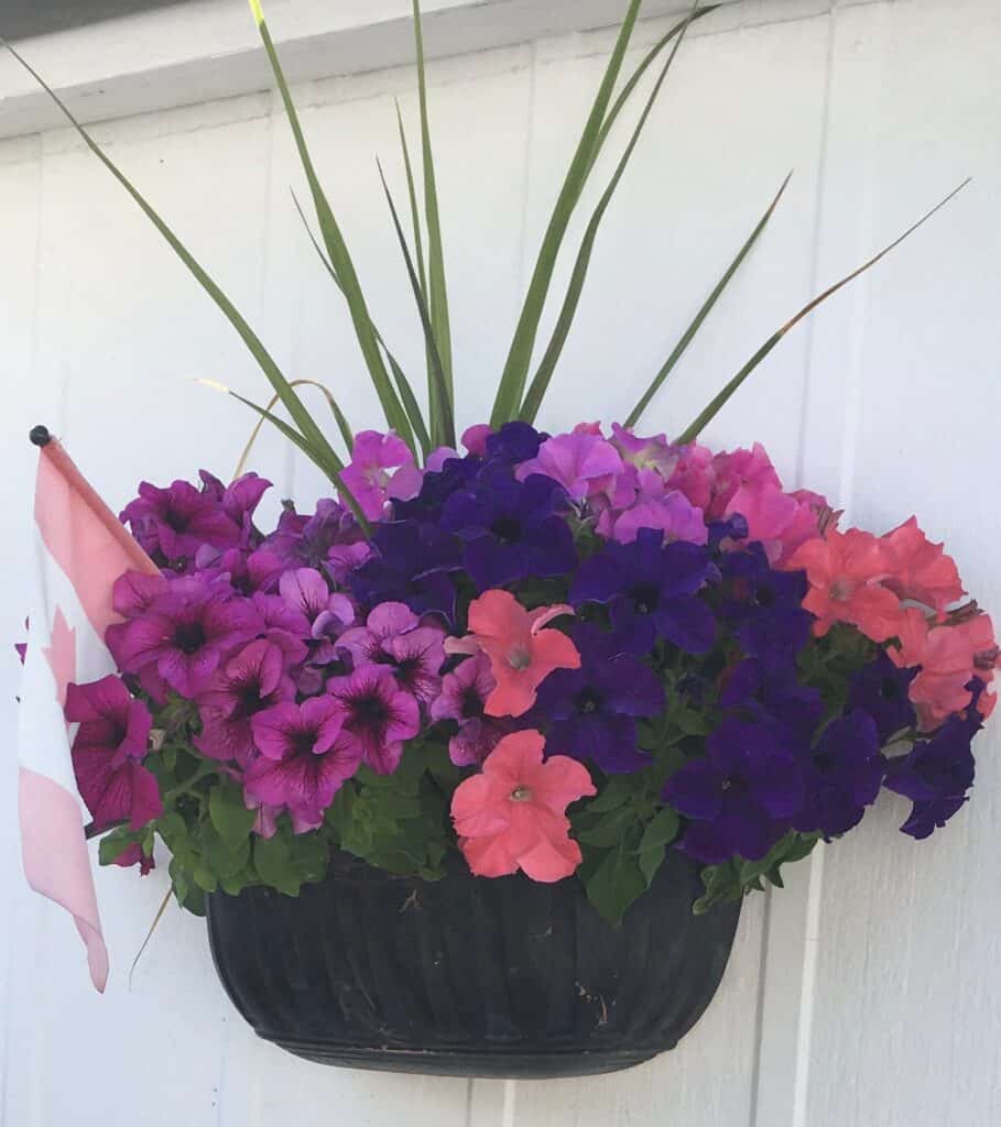 How To Deadhead Petunias Complete Guide Plants Craze