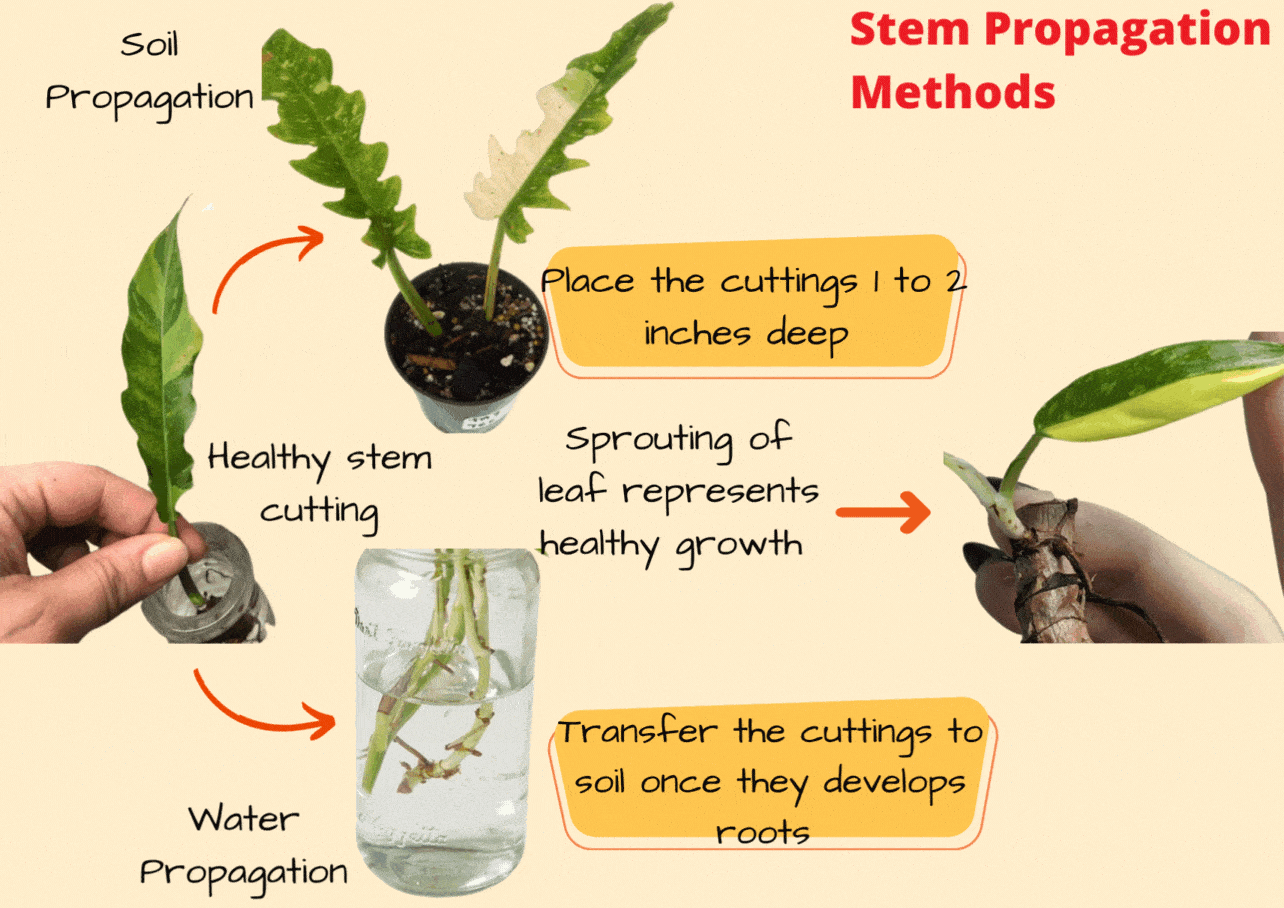 Can You Take Cuttings From A Philodendron at Lori Sanchez blog
