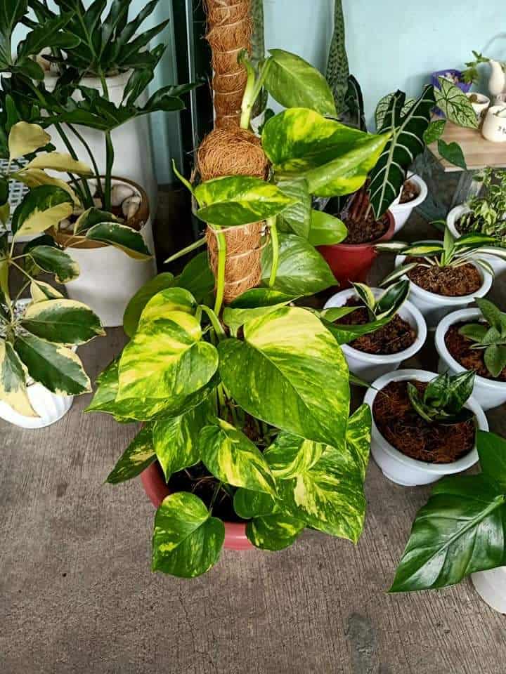 How to Make Pothos Climb Quick Guide Plants Craze