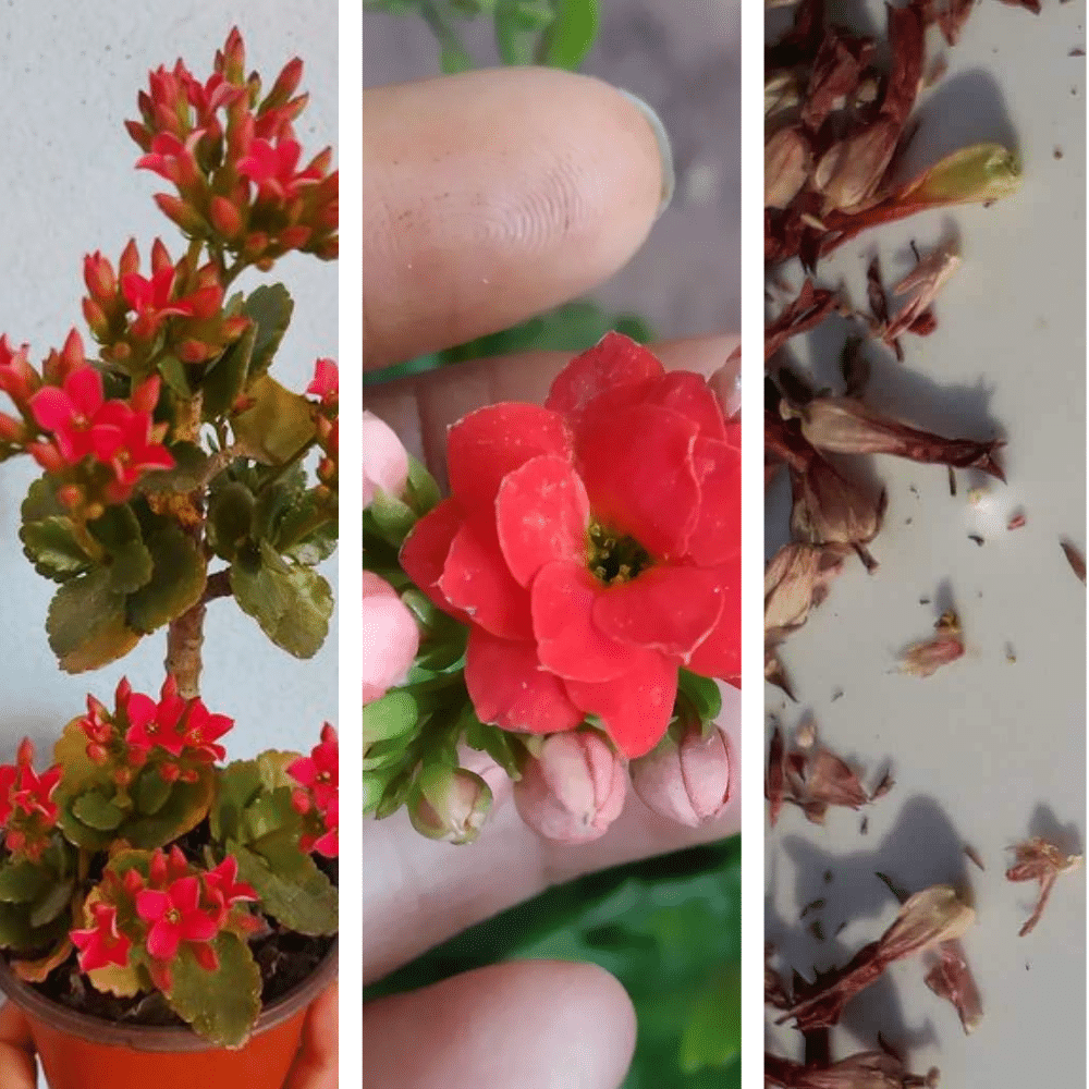 Kalanchoe Seeds [Harvesting And 3 Prominent Growing Tips!]