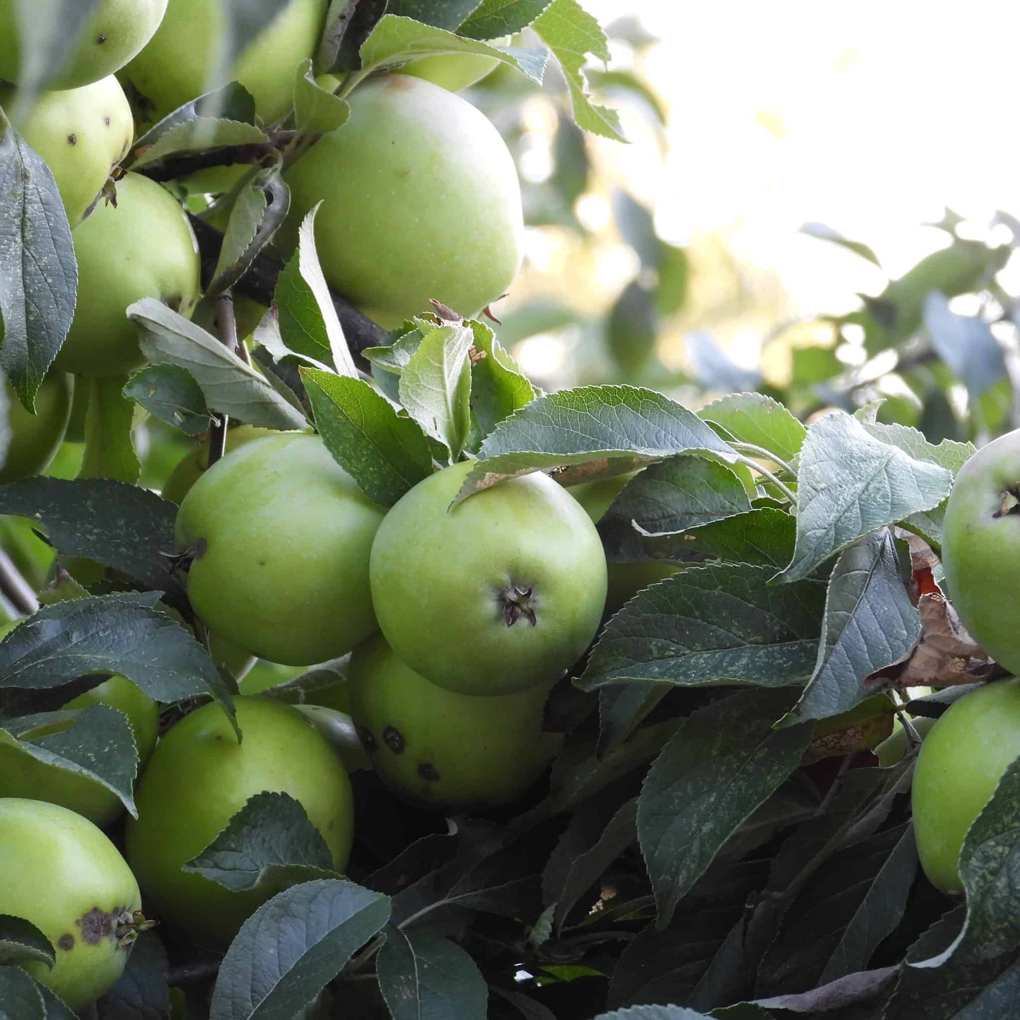 How to Plant Apple Seeds Ultimate Growing Guide