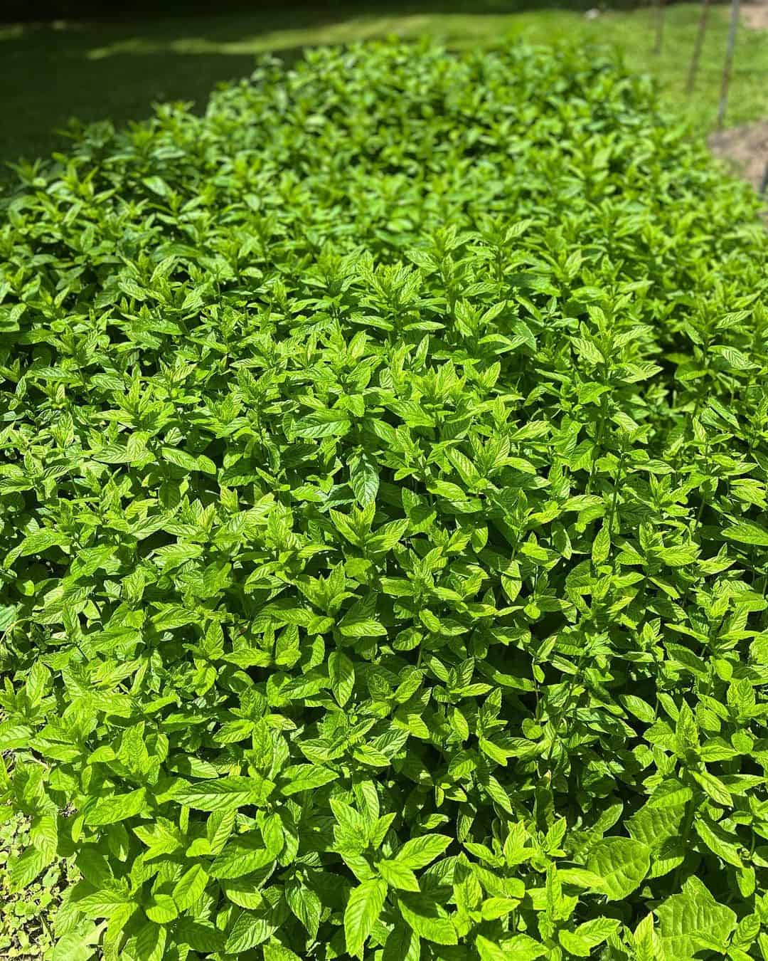 Best Mint Companion Plants (And What Not to Grow With Them) Plants Craze