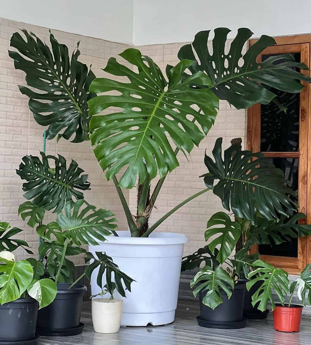 Best Soil for Monstera Plants & DIY] Plants Craze