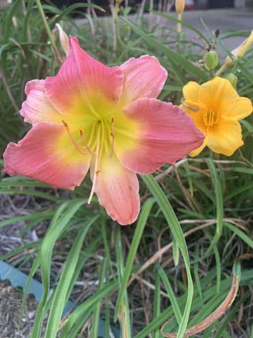 Ultimate Guide To Transplanting Daylilies Plants Craze