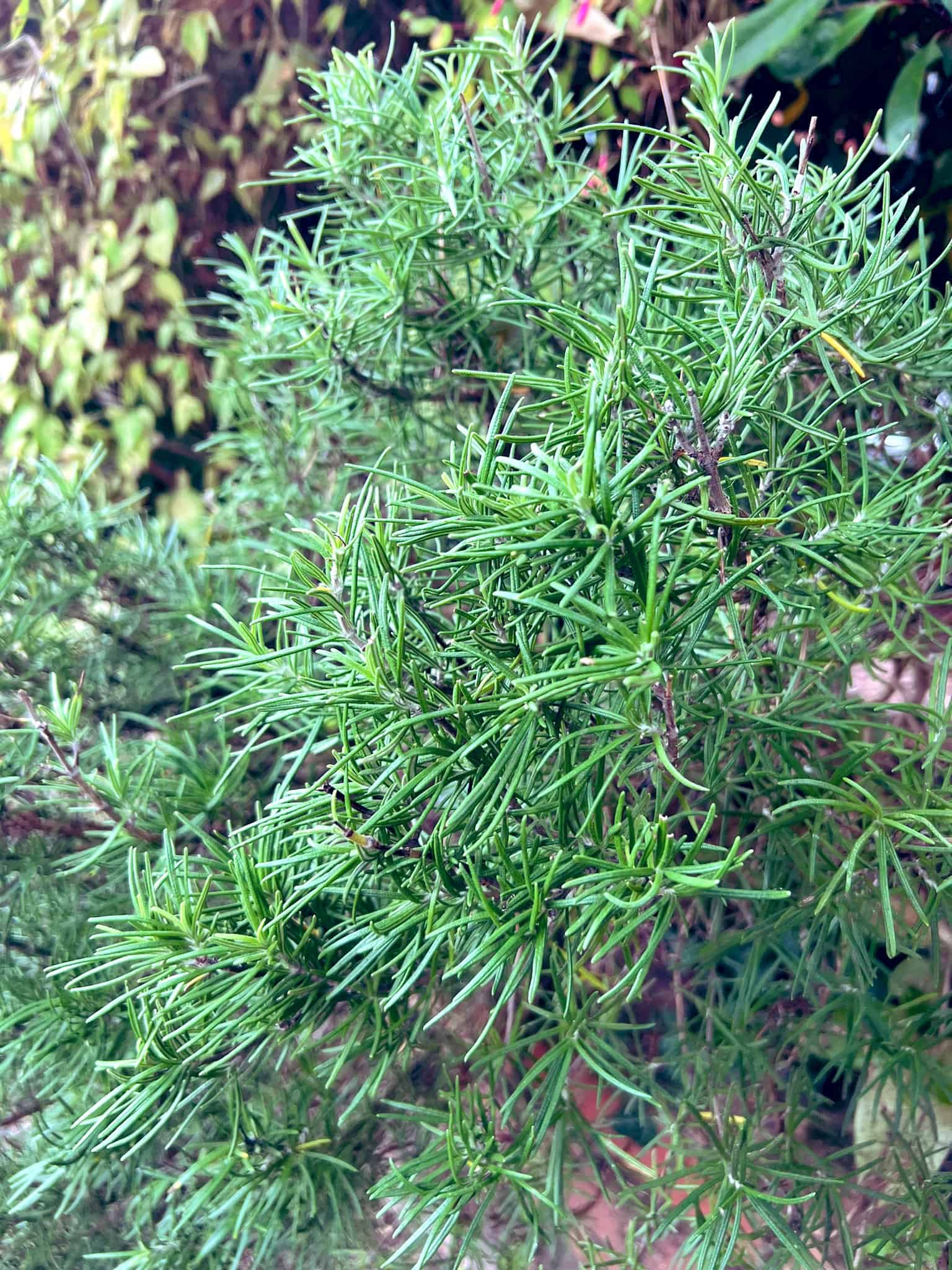 How To Propagate Rosemary (With Pictures) Plants Craze