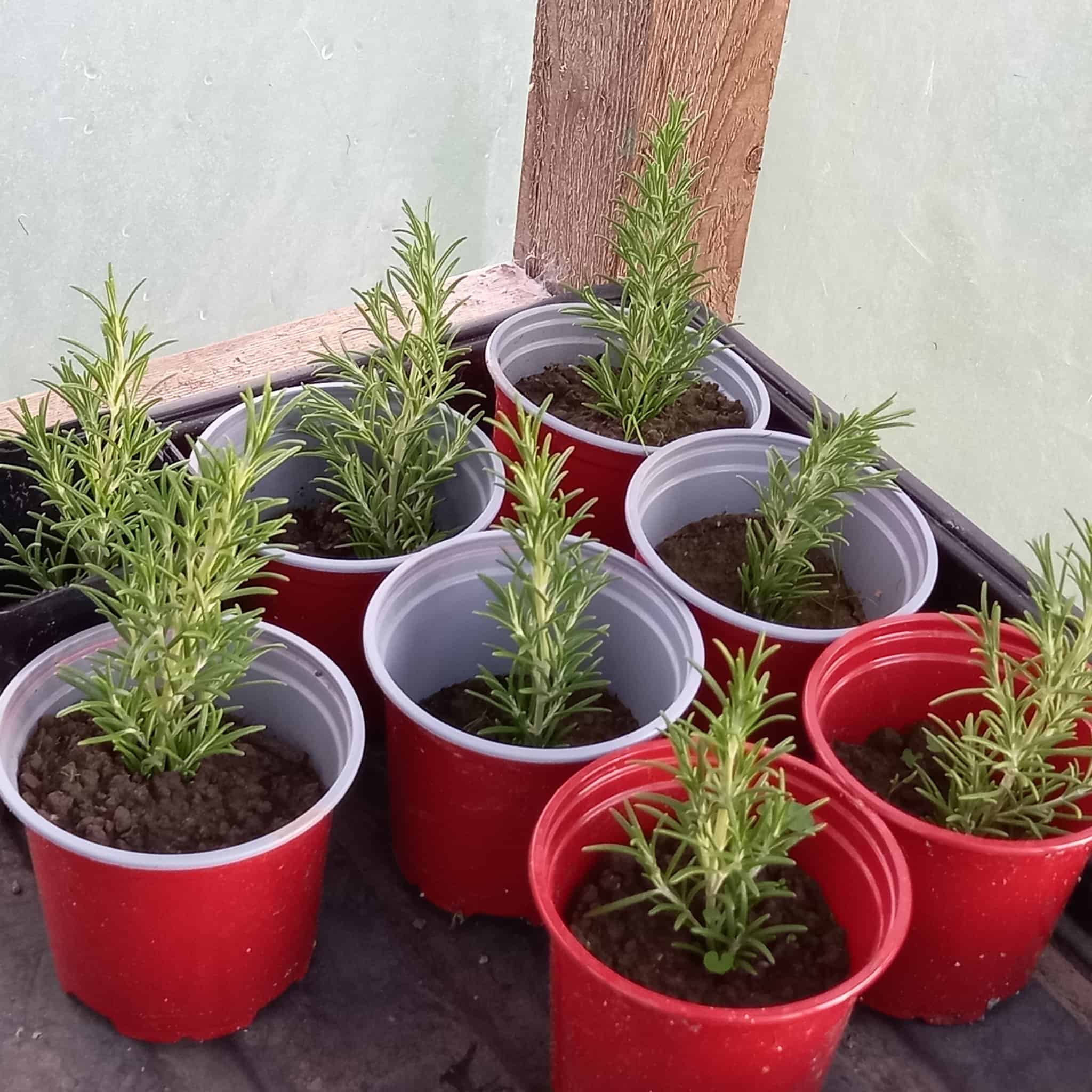 How To Propagate Rosemary? [Triple Your Rosemary Supply]
