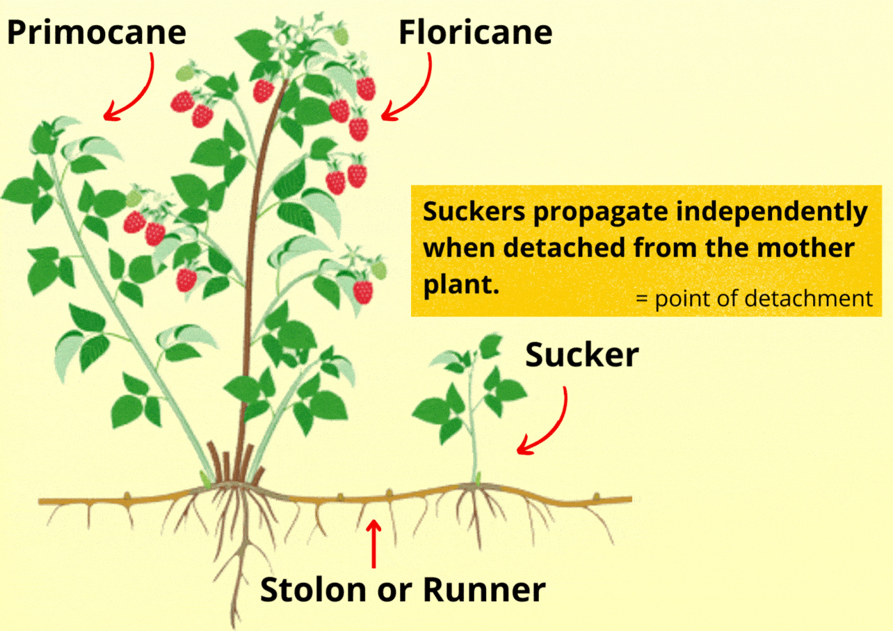 Ultimate Guide To Propagating Raspberries Plants Craze