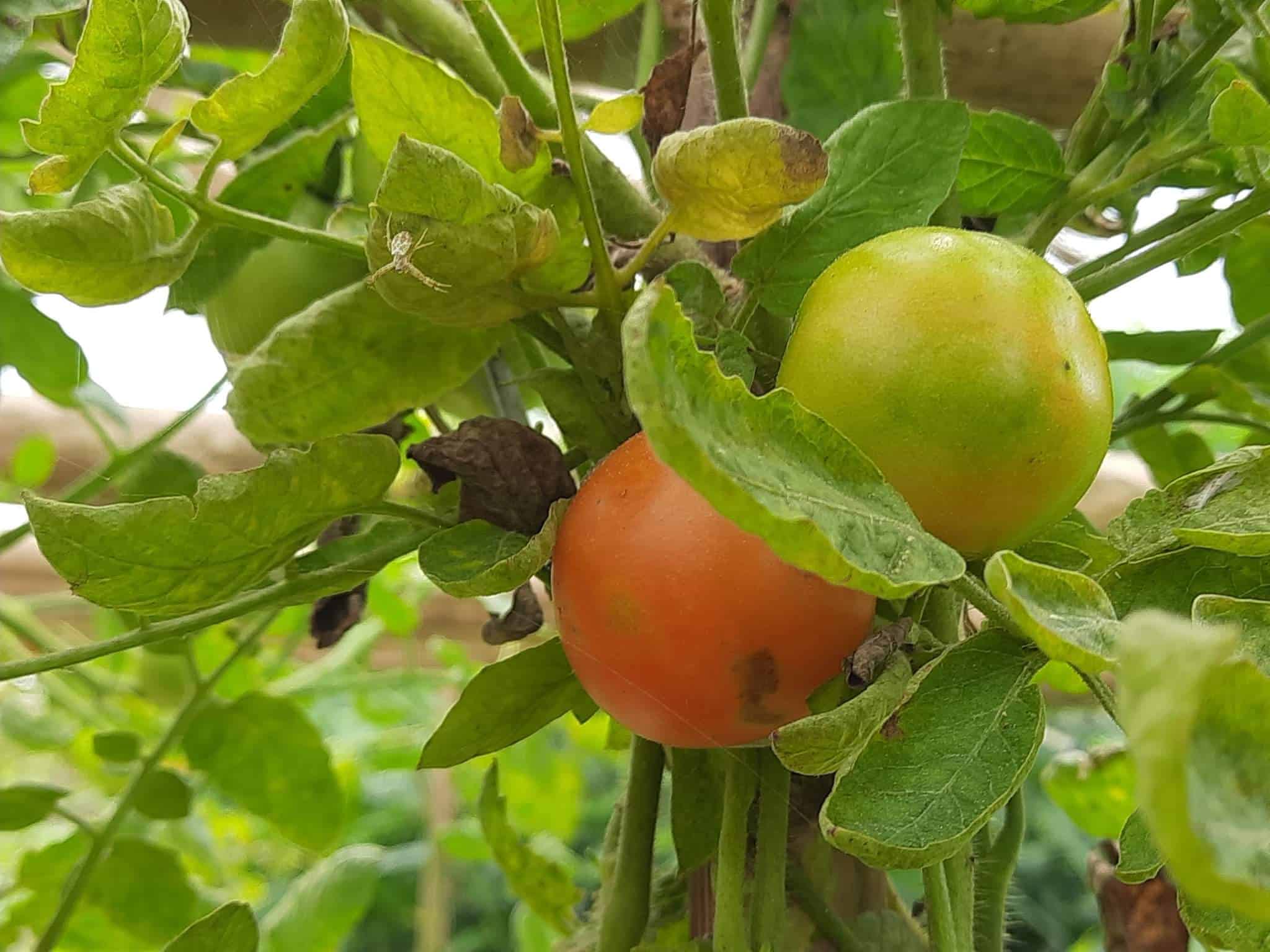How & When to Pick Tomatoes? Plants Craze
