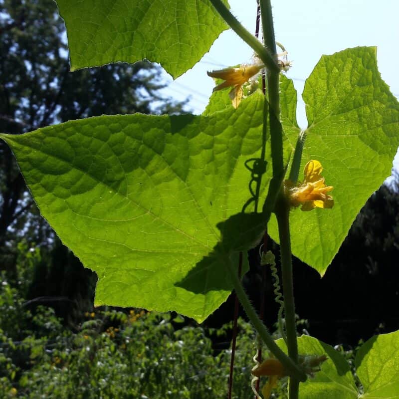 How to Treat White Spots on Cucumber Leaves? Plants Craze