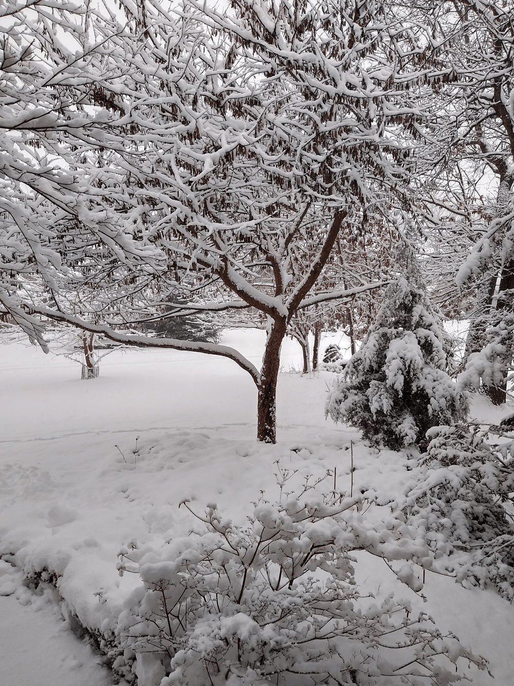 Can Winter Kill Plants? How to Save Them? Plants Craze