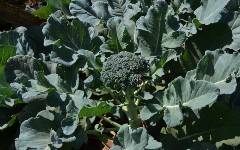 Why is My Broccoli Turning Yellow? Is Yellow Broccoli Okay to Eat