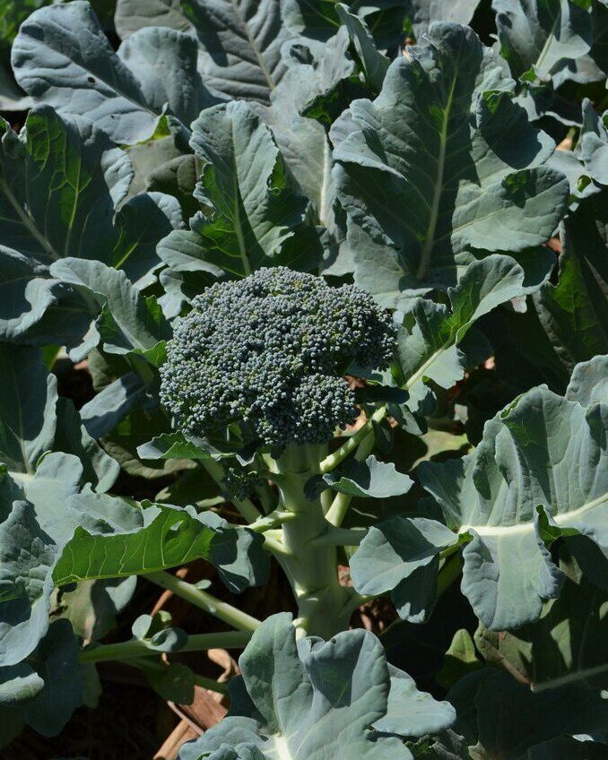 Why is My Broccoli Turning Yellow? Is Yellow Broccoli Okay to Eat?