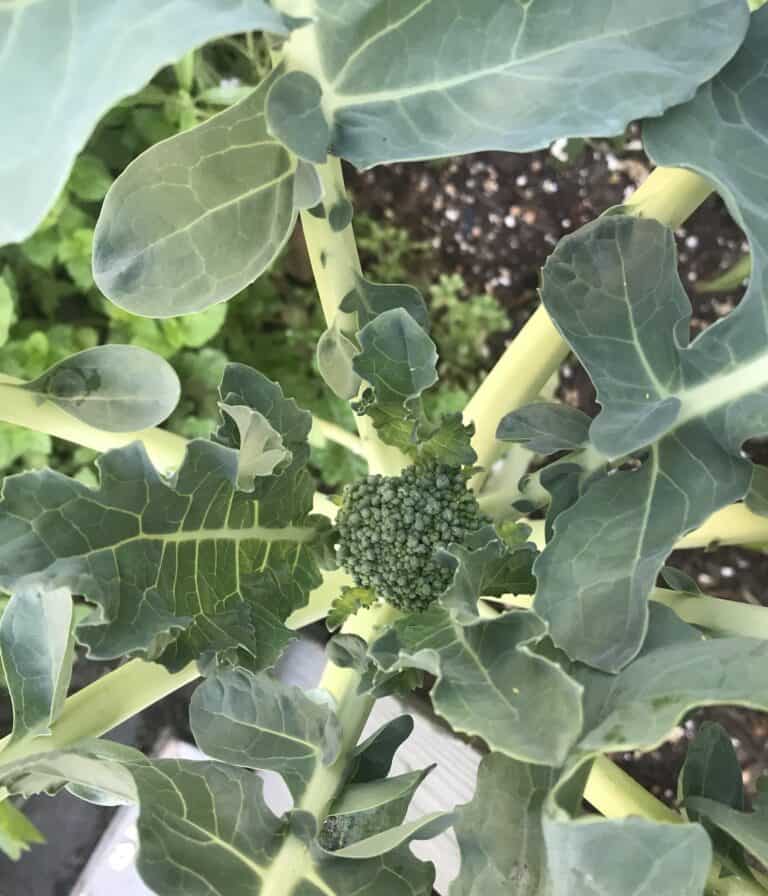 Why is My Broccoli Turning Yellow? Is Yellow Broccoli Okay to Eat?