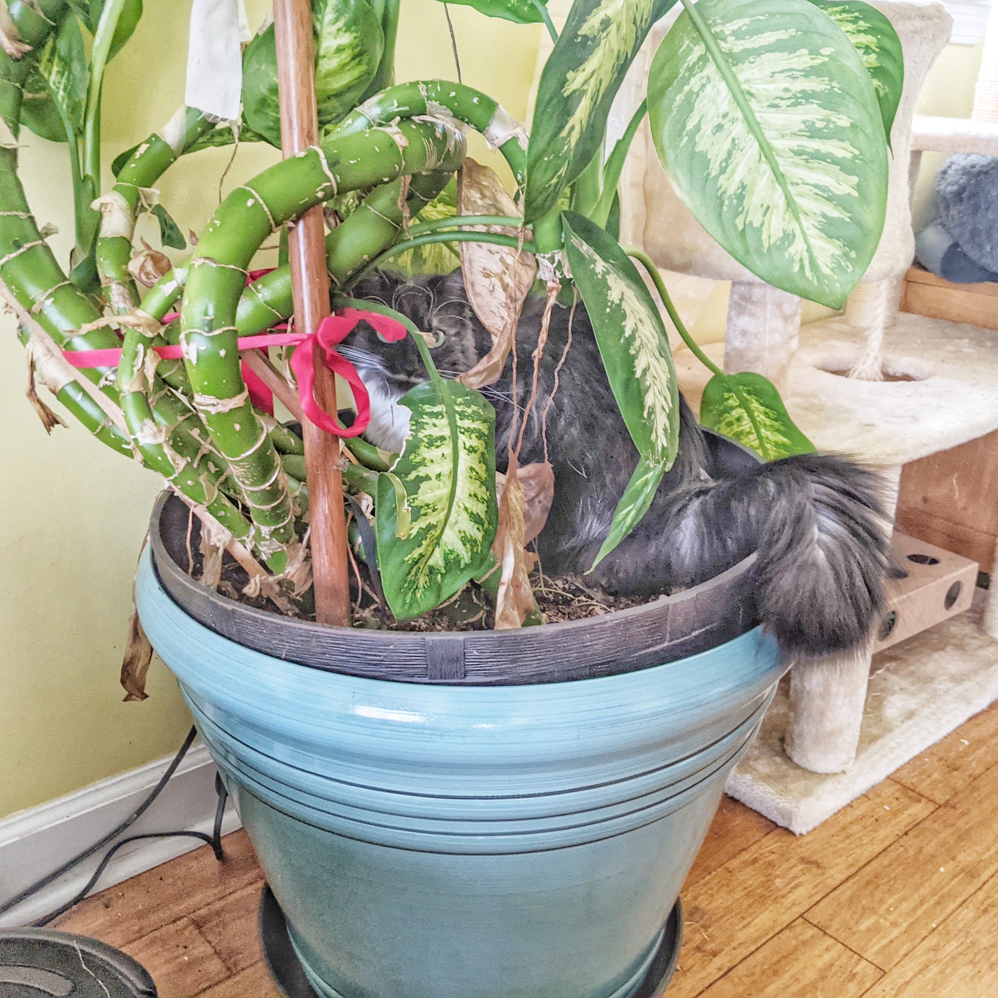 Is Dieffenbachia Toxic to Cats? Plants Craze