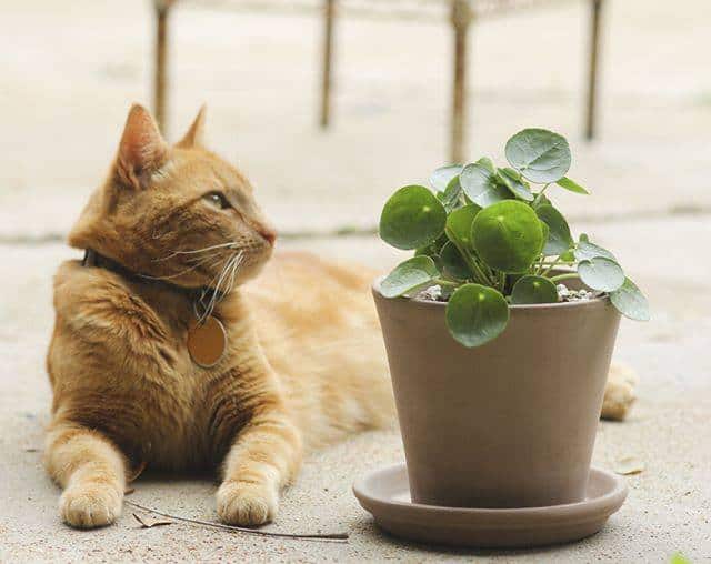 Is Pilea Toxic to Cats? [With 5+ Prevention Tips and FAQs]