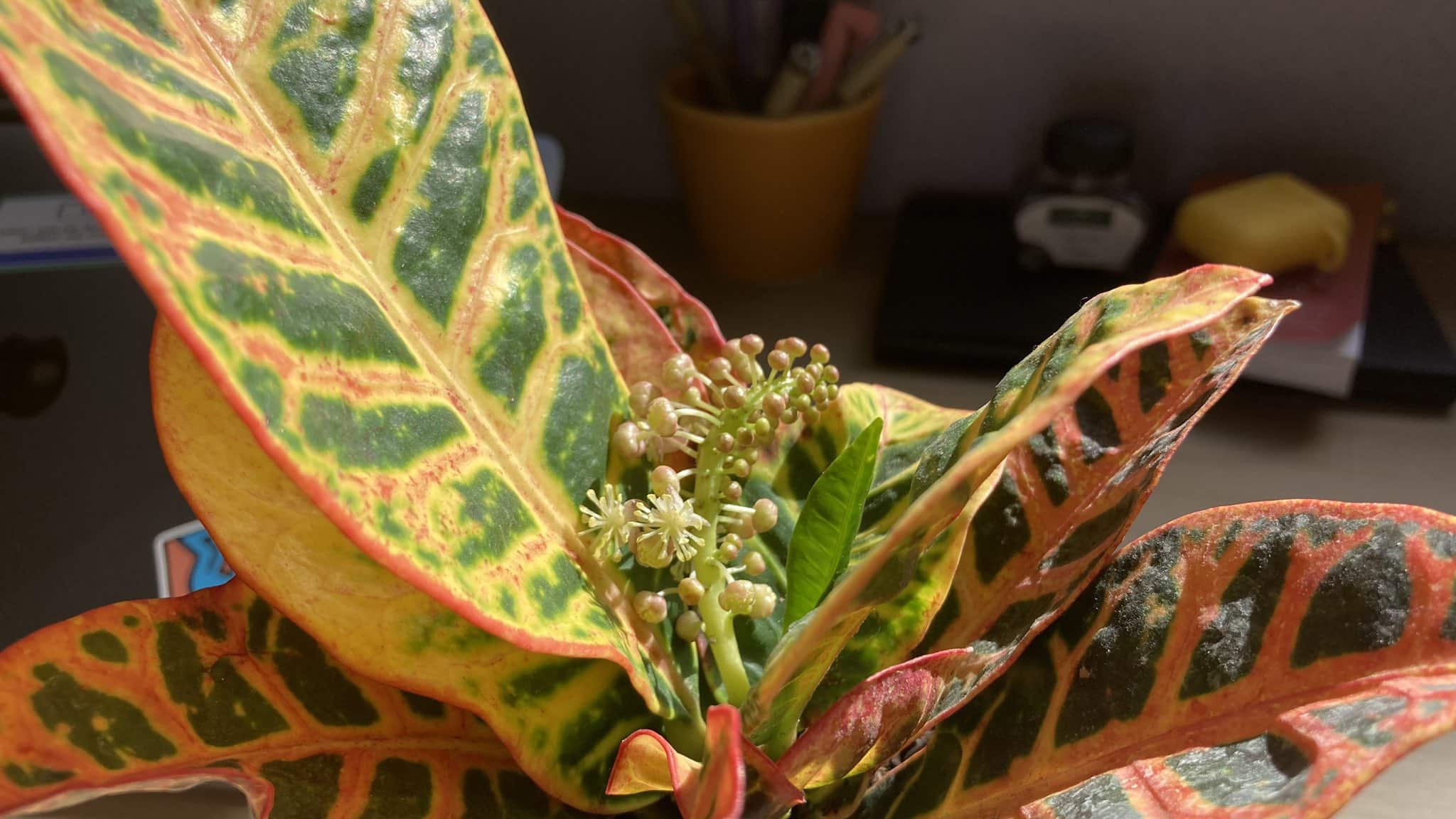 Croton Plant Benefits [5+ Benefits And Where To Buy Them?]