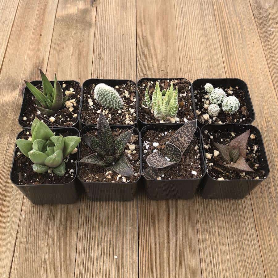 Best Plants for Office With No Windows Plants Craze