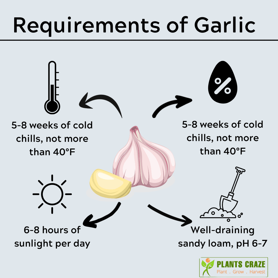 Ultimate Guide to Planting Garlic in Fall Plants Craze