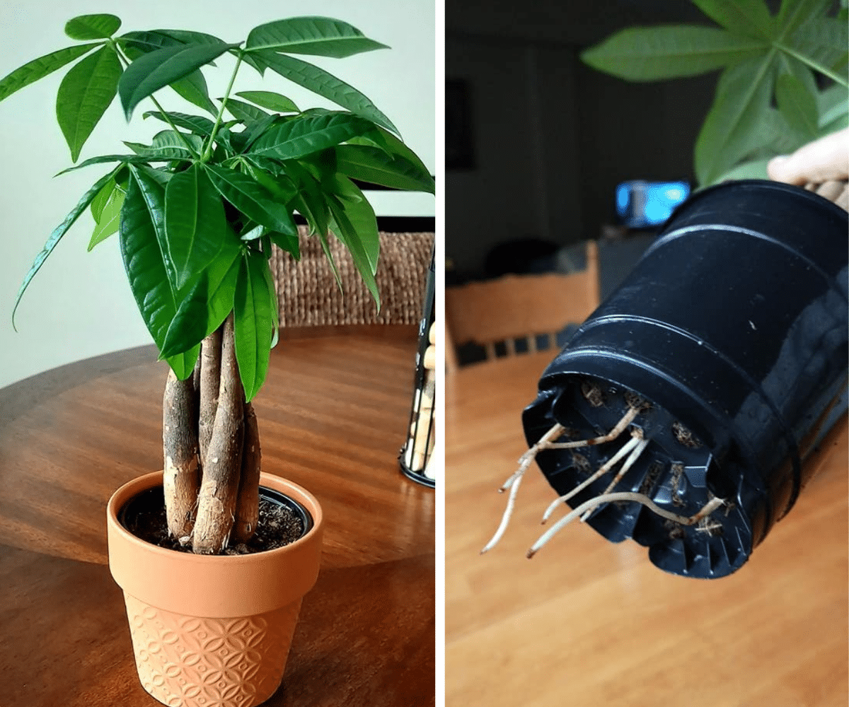 How to Repot a Money Tree [Easy Steps] Plants Craze