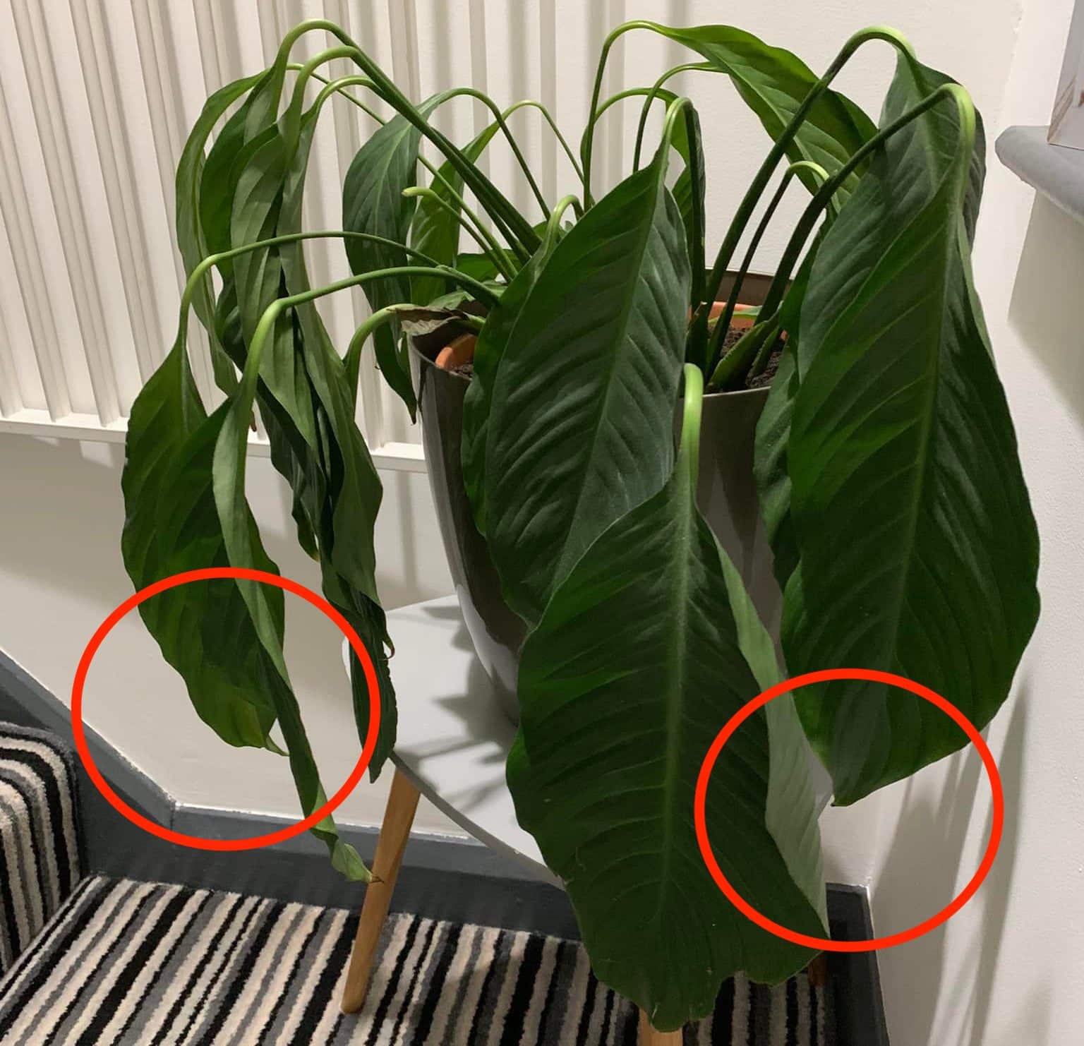 5+ Reasons Behind Peace Lily Drooping [with Expert Solutions]