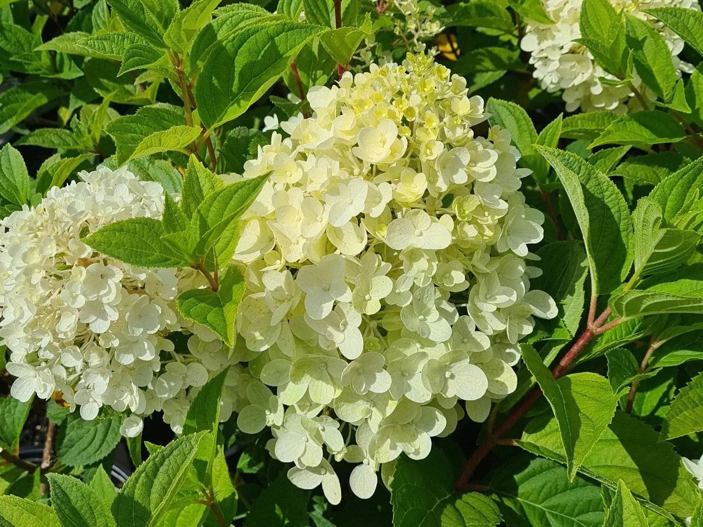 Ultimate Guide To Pruning Bobo Hydrangea Pro Tips