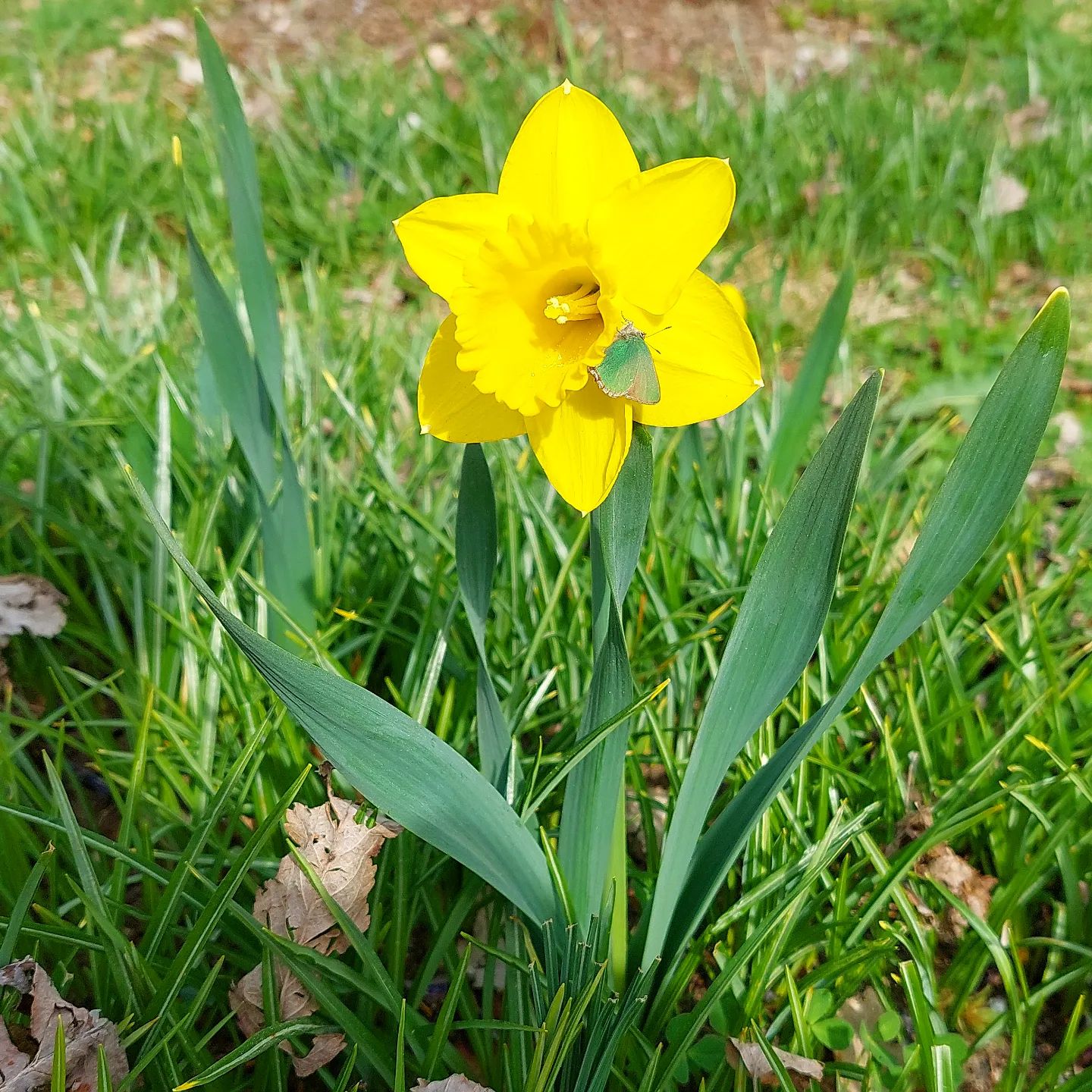 How Do Daffodils Spread? [The Invasion Of March Birth Flower!]