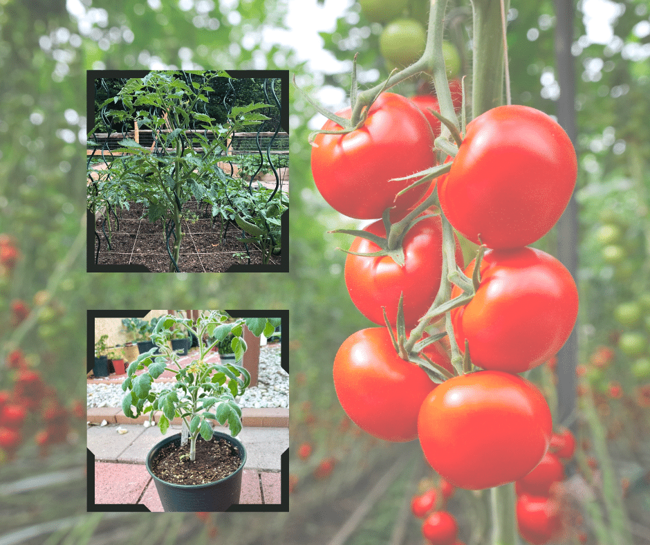 Roma Tomato Plant Spacing [Planting Guide]
