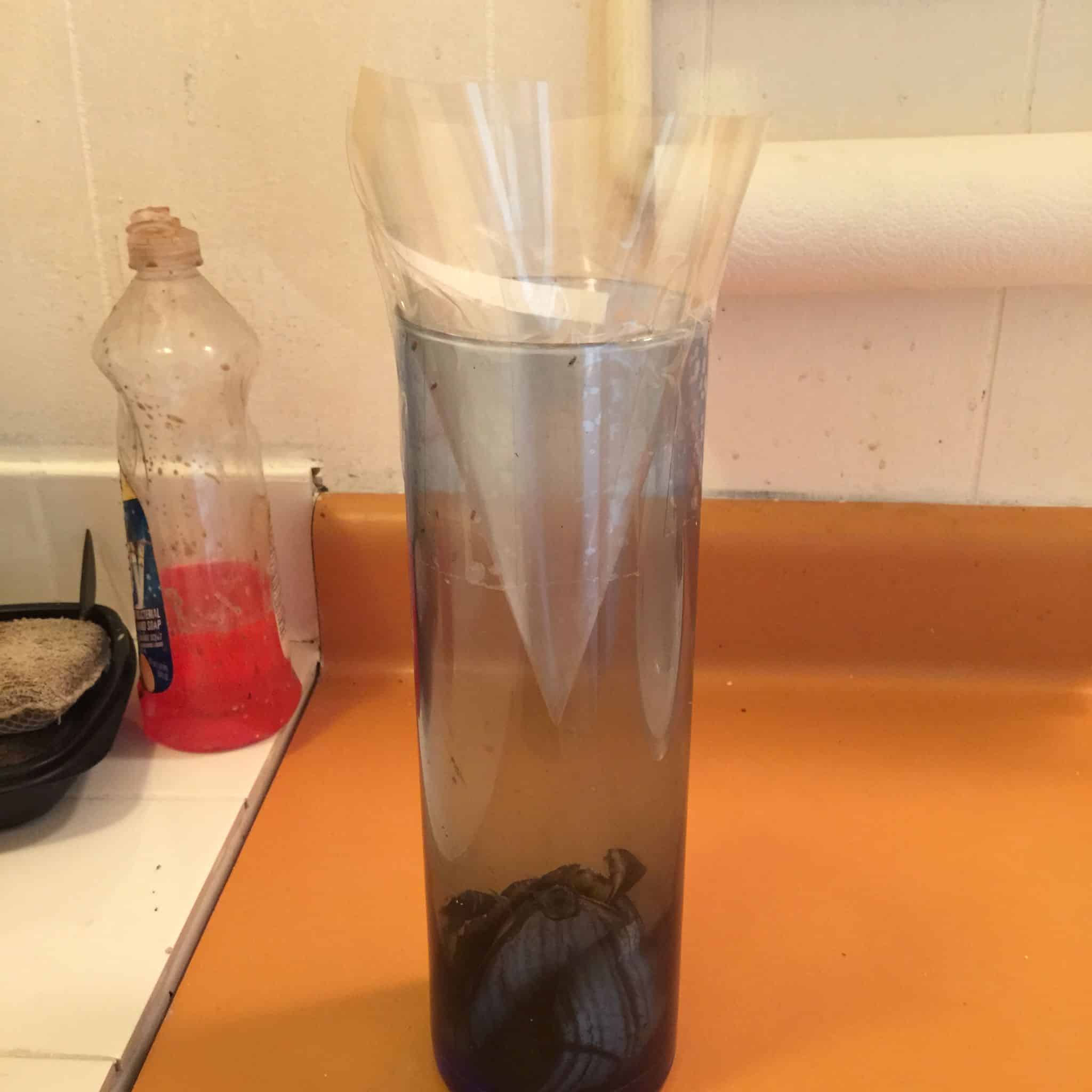 Why Plant Bananas In Your Garden? [Gardening Benefits]