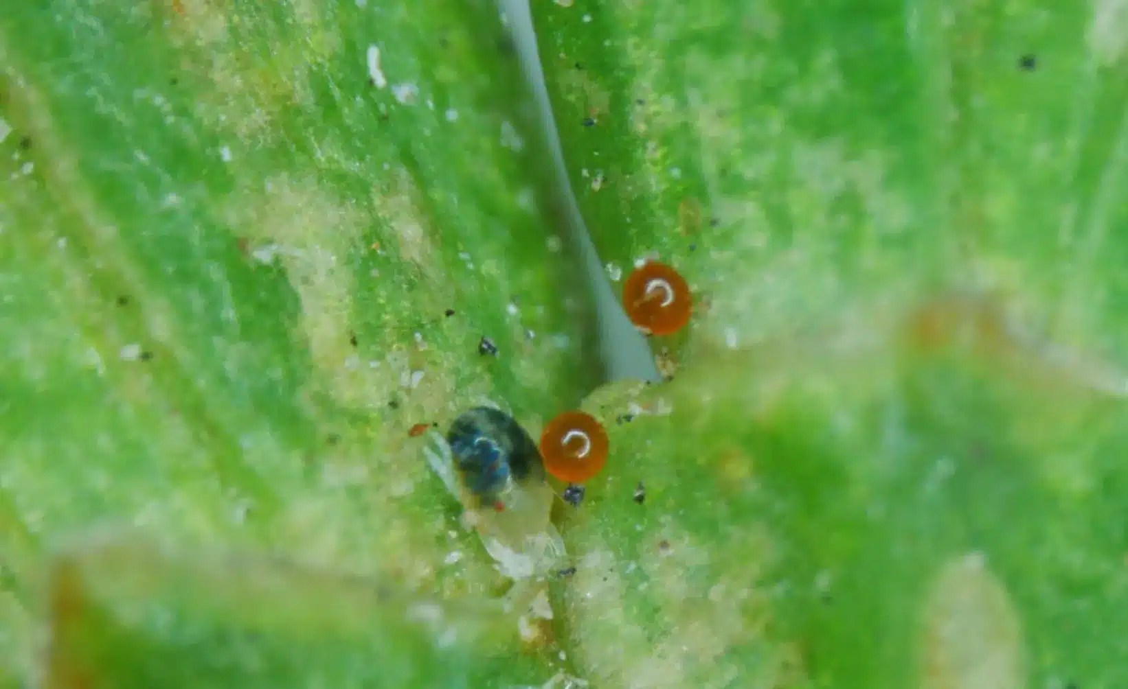 Spider Mite Eggs How to Identify & Get Rid of Them?