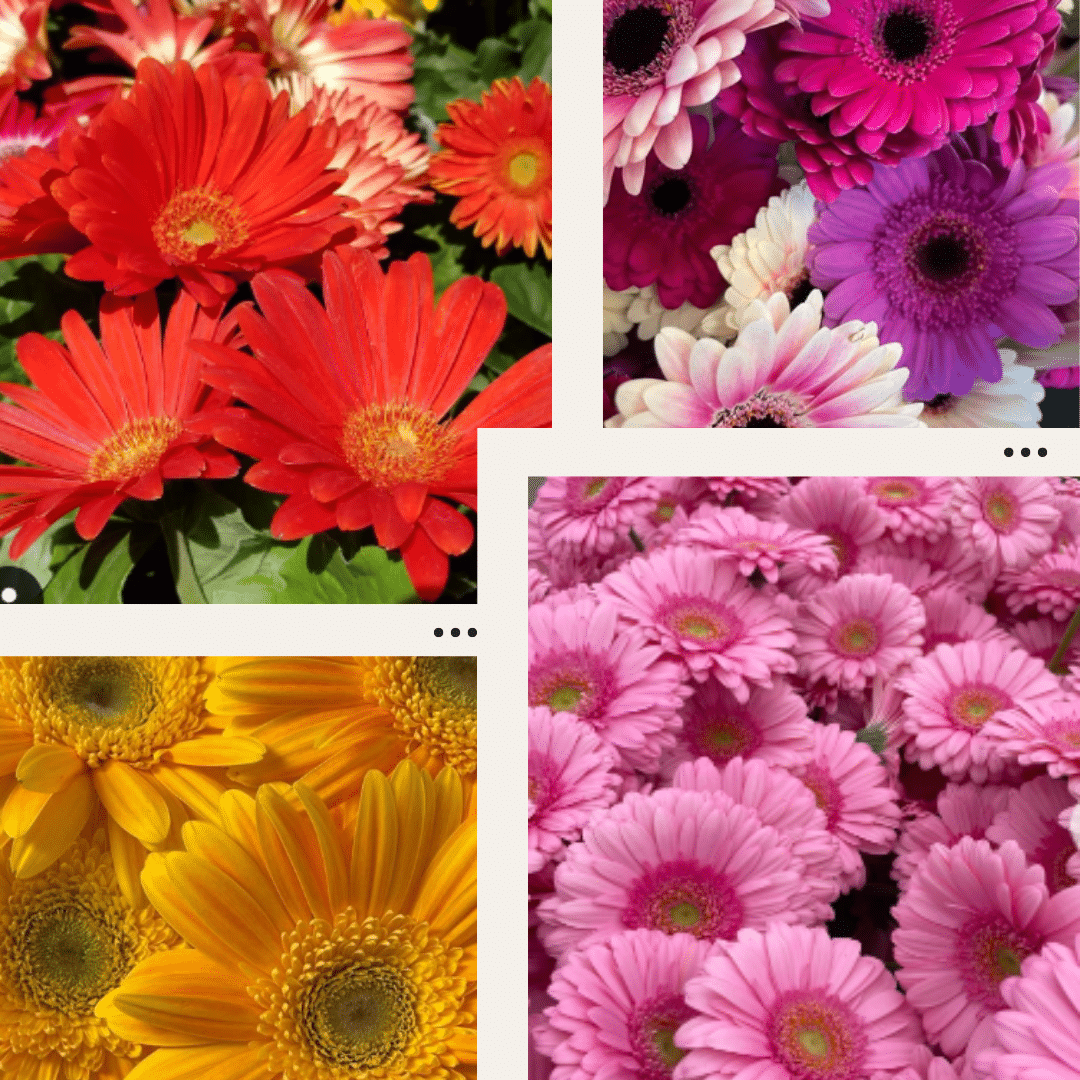 Gerbera Daisy Meaning & Symbolism Guide]