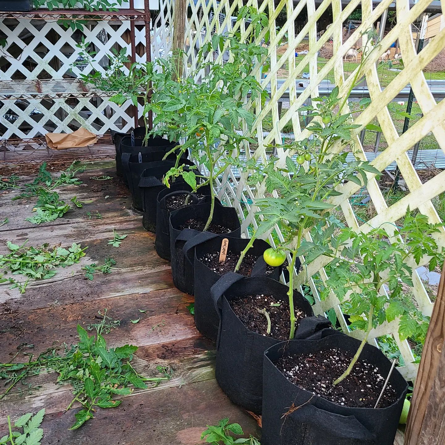Stepbystep Husky Cherry Red Tomato Pruning Secrets
