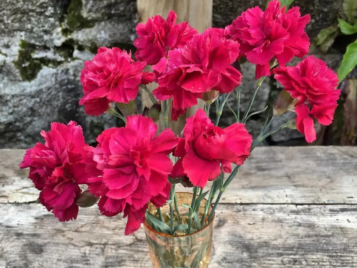 How To Grow Carnations From Cut Flowers? [[currentyear] Guide]