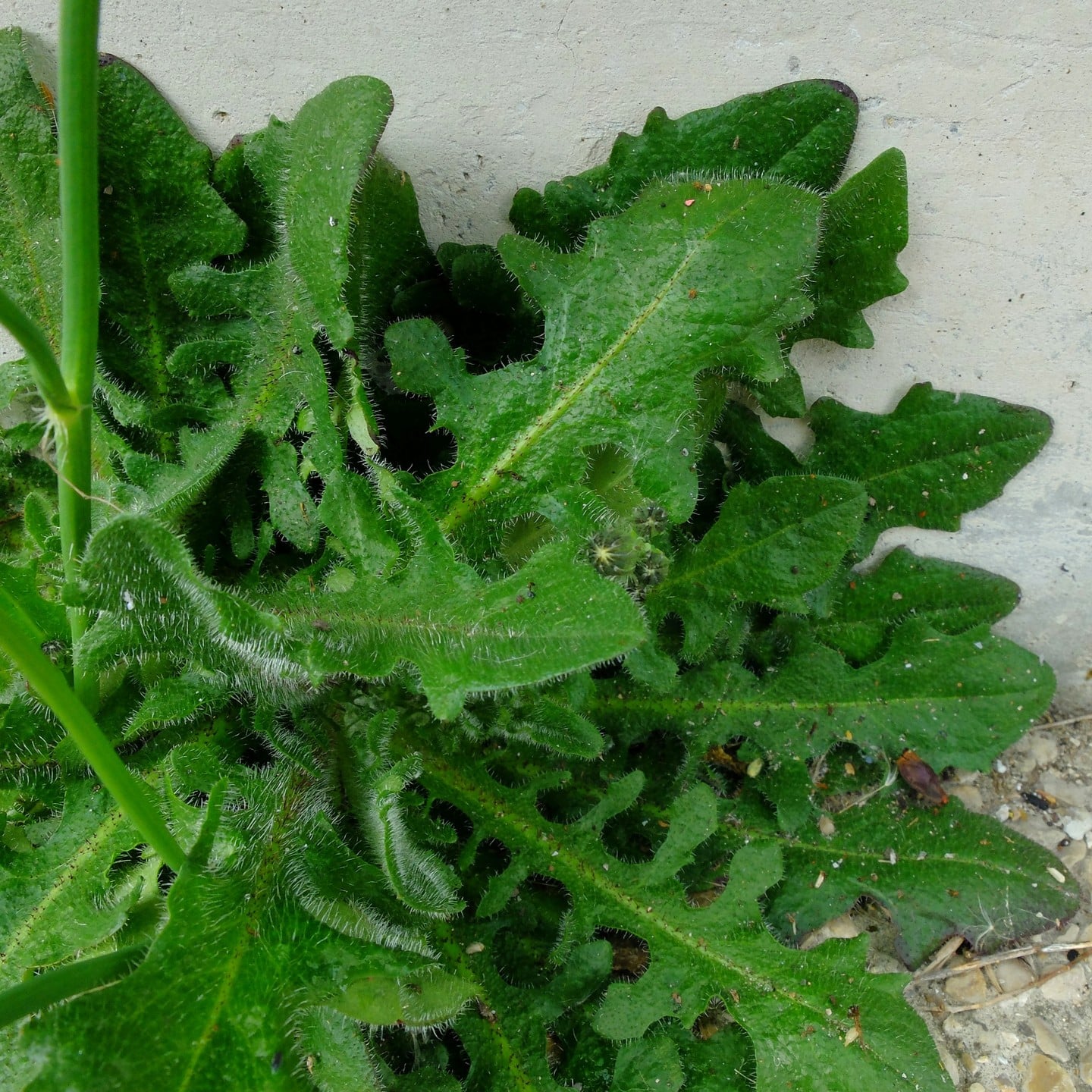 Large Dandelion Looking Plant [5+ Intriguing Varieties]