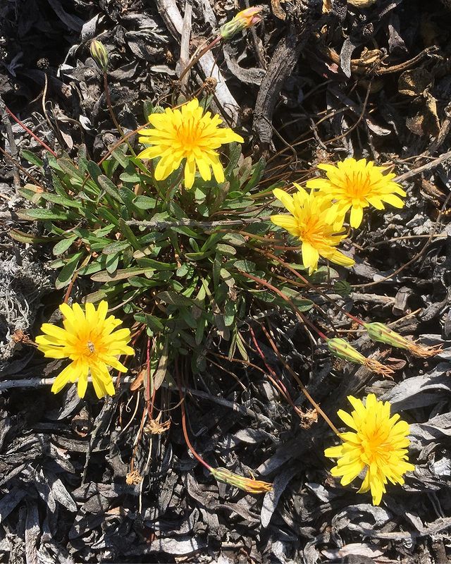 Large Dandelion Looking Plant [5+ Intriguing Varieties]