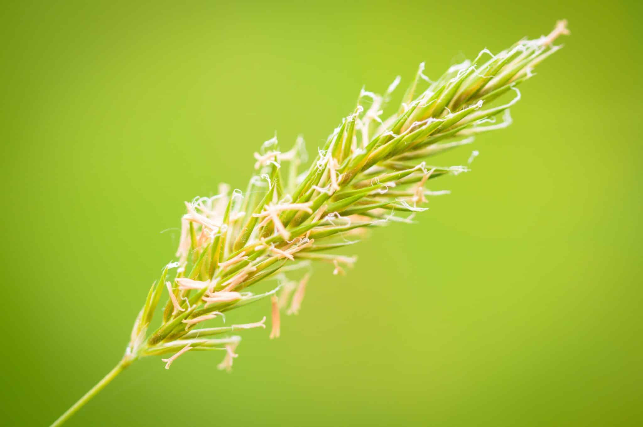 Sweet Vernal Grass Seed [Intro With 5 Buying Sites]