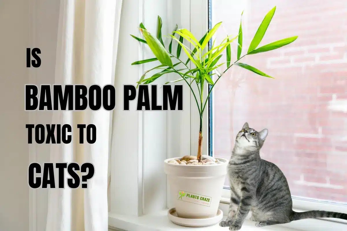 Is Bamboo Palm Toxic To Cats? [Pet Safety Guide [currentyear]]