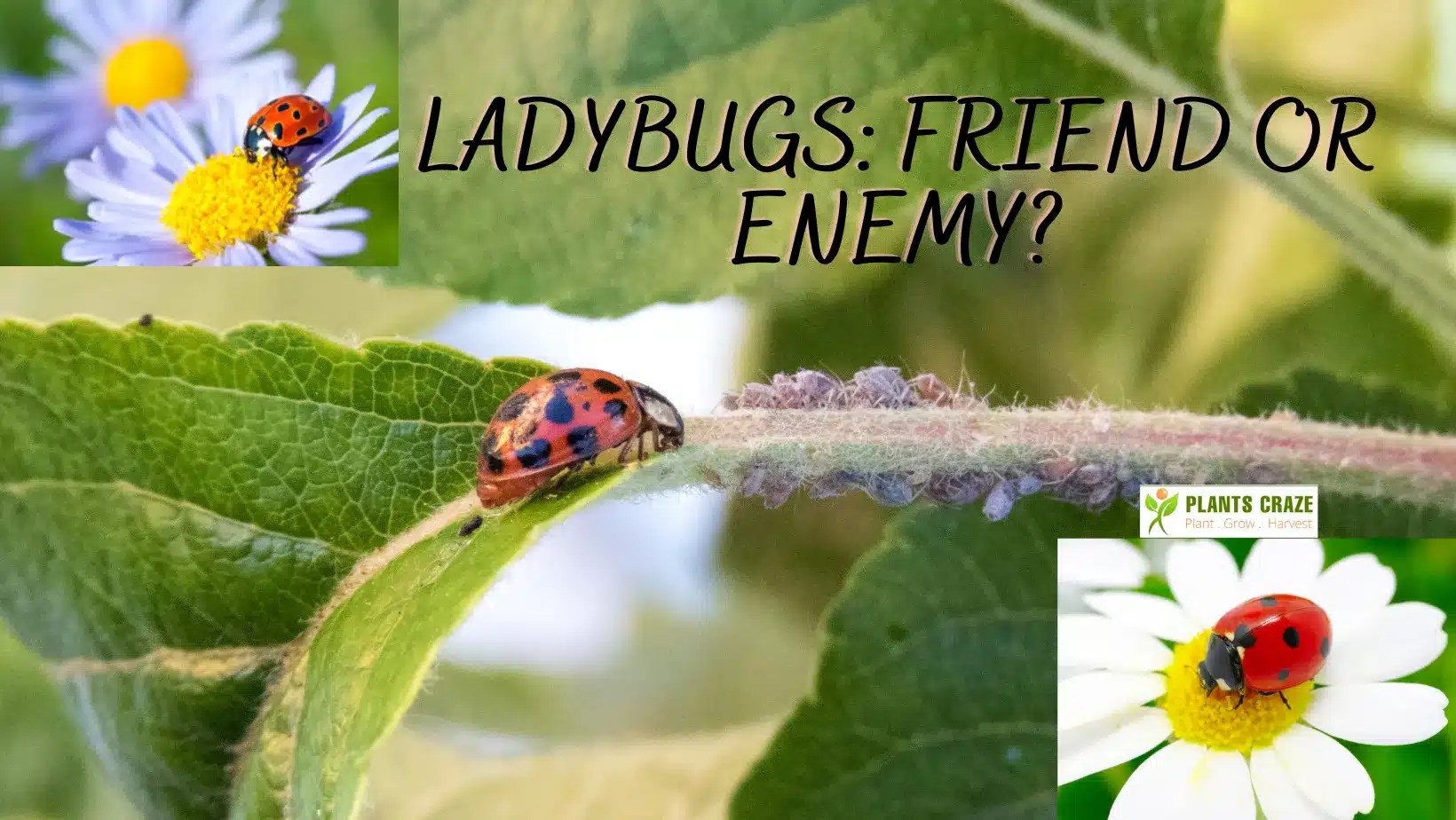 How To Keep Ladybugs In Your Garden?