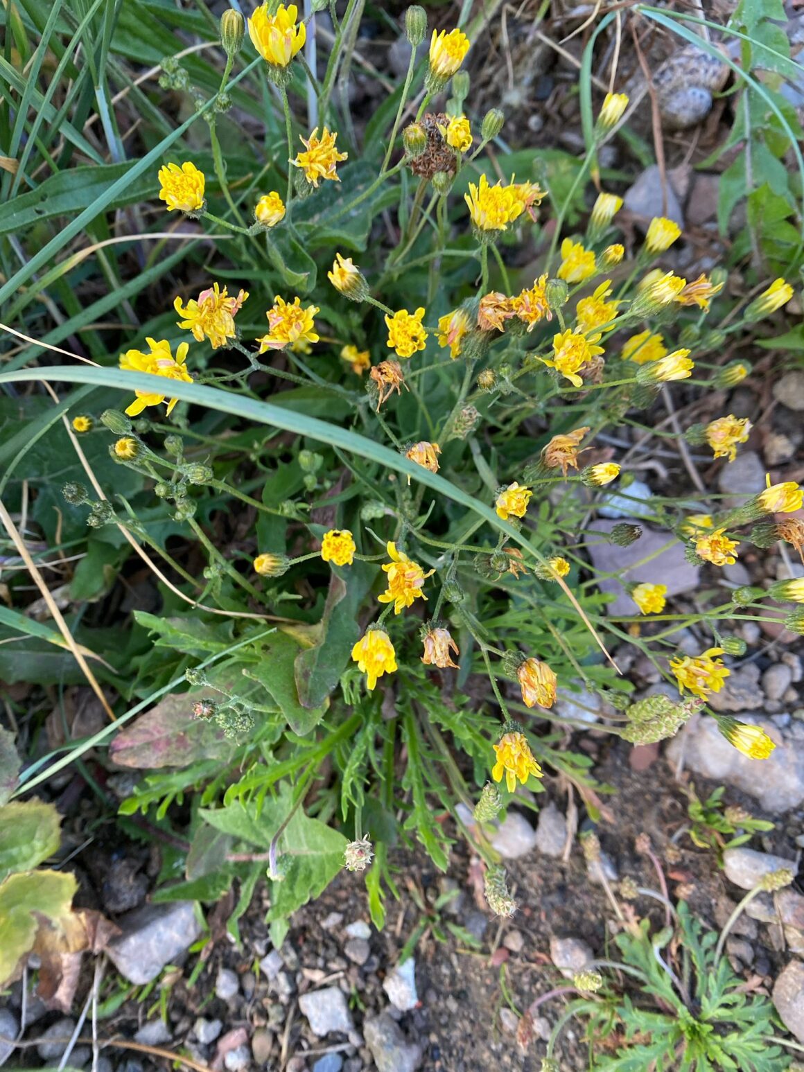 Large Dandelion Looking Plant [5+ Intriguing Varieties]