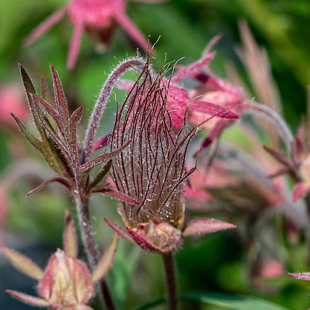 Flowers That Look Like Cotton Candy [And There are 5+ of Them]