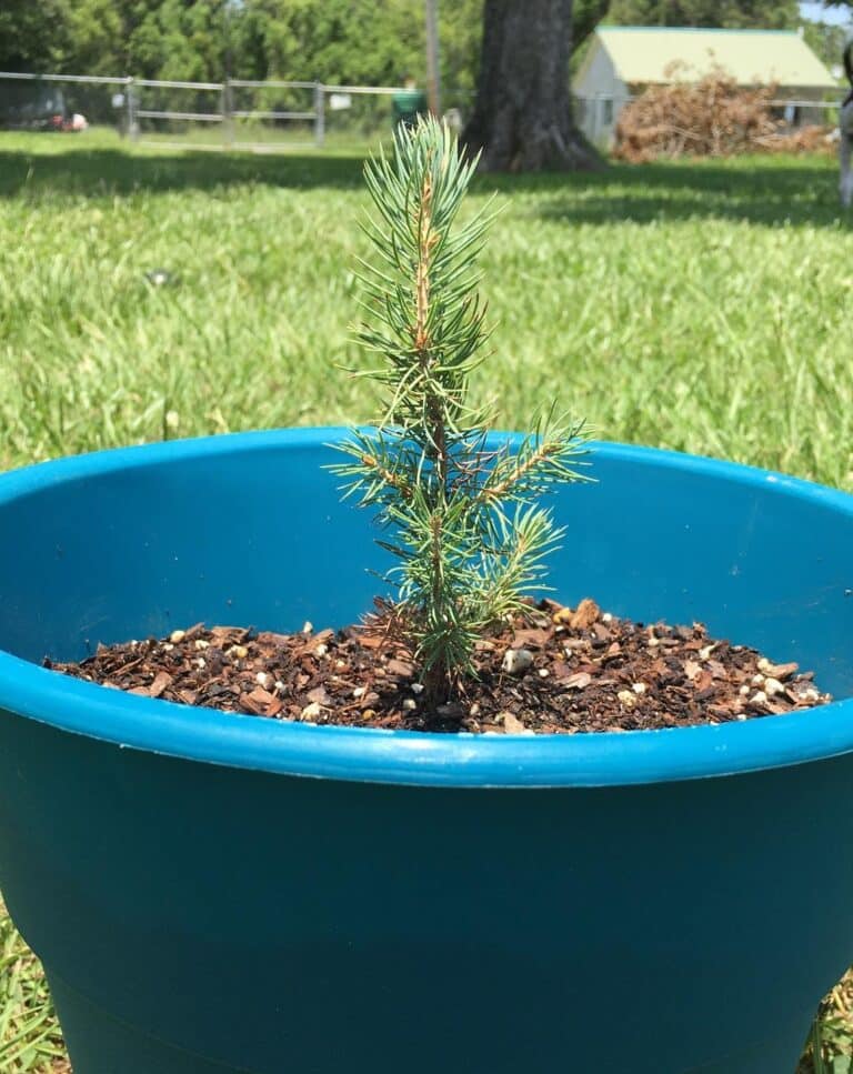 The Blues Weeping Colorado Spruce [7+ Easy Conifer Care Tips]