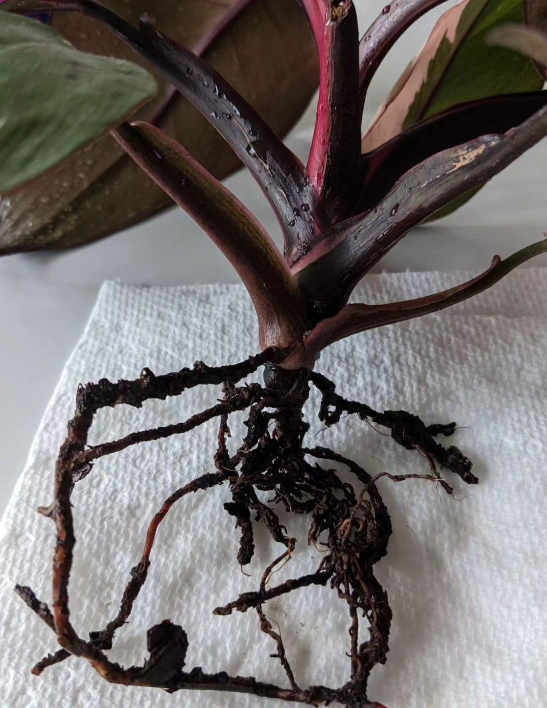 Philodendron Root Rot Causes, Symptoms, And Treatment