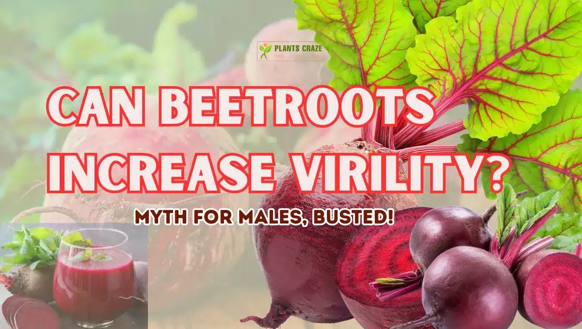 Does Beetroot Help Sexually? How Does It Help? [Explained]