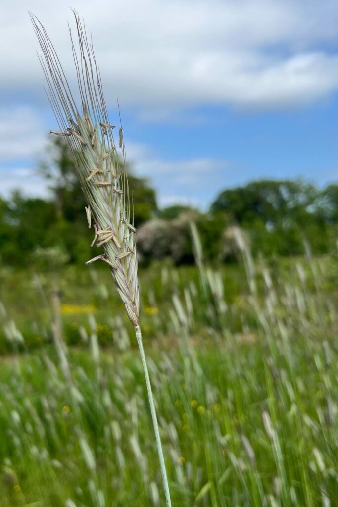 When To Plant Winter Rye For Deer Tips To Grow Winter Rye