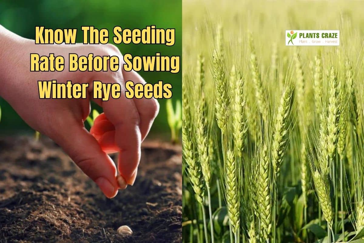 Winter Rye Seeding Rate Factors Affecting Seeding Rate