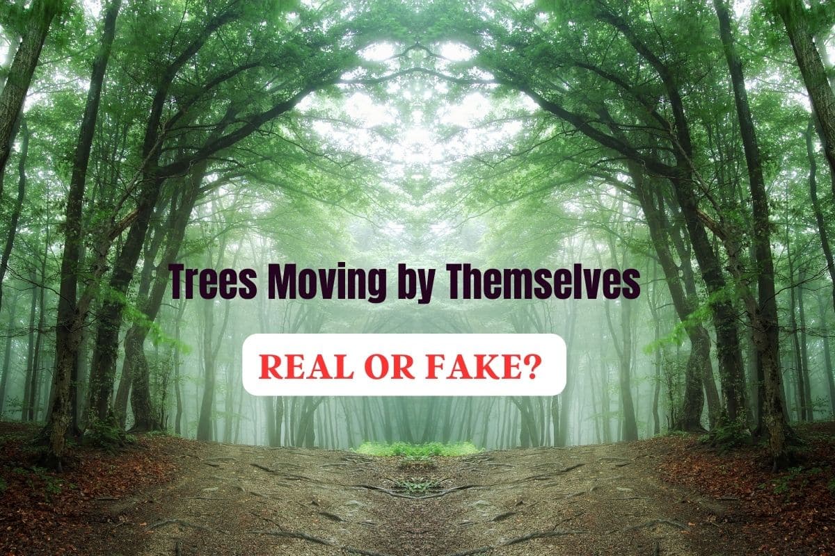 Trees Moving by Themselves Fast Real or Fake?